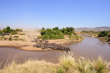 landscape in the Masai mara with great wildebeest migration river crossing in Mara river.