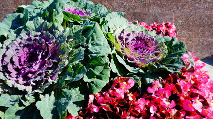 decorative cabbage, purple-green, flower bed, summer