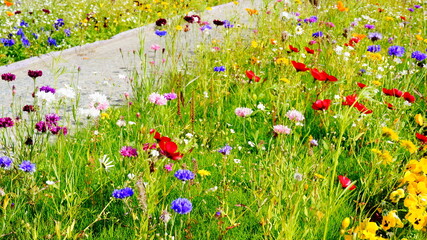 wildflowers, flowerbed, summer, sunny, beautiful