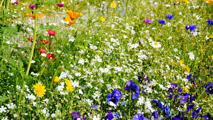 wildflowers, flowerbed, summer, sunny, beautiful
