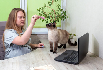 Woman sitting in front of laptop at table, playing with cat. The cat looks at the pink toy in his hands. Selective focus.