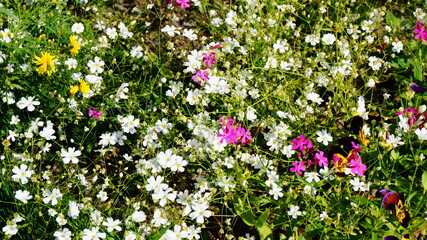 wildflowers, flowerbed, summer, sunny, beautiful