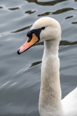 Obraz premium Portrait of a graceful white swan with long neck on dark water background.