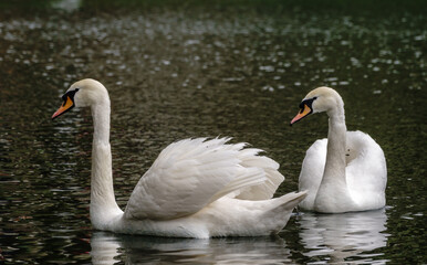 Two graceful white swans swim in the dark water.