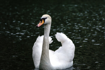 Naklejka premium A graceful white swan swimming on a lake with dark water. The white swan is reflected in the water