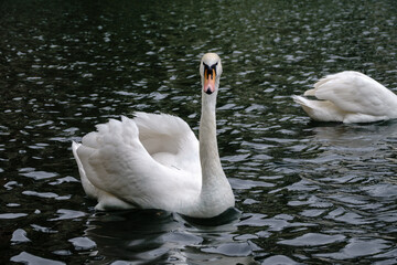 A graceful white swan swimming on a lake with dark water. The white swan is reflected in the water