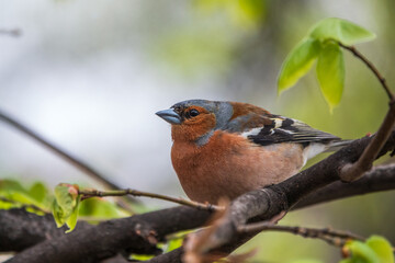 Common chaffinch, Fringilla coelebs, sits on a branch in spring on green background. Common chaffinch in wildlife.