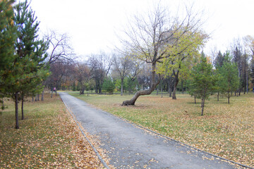 Fototapeta na wymiar person walking in the park