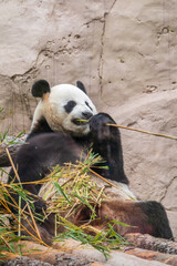 Obraz premium The Giant Panda Bear sits while eating a bamboo stalk