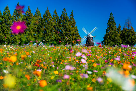 Cosmos flowers blooming profusely in Akebonoyama Agriculture Park, Kashiwa, Chiba. 