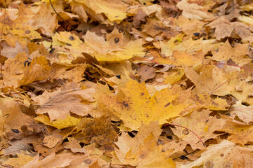Obraz premium fallen autumn maple leaves closeup selective focus