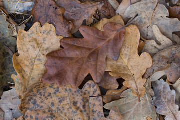 fall oak brown leaves on ground closeup