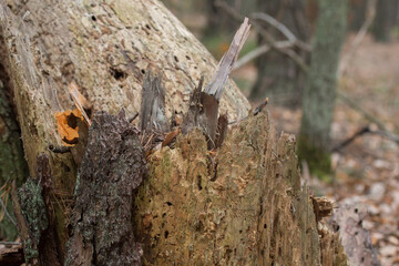 dead fallen tree in forest selective focus