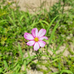 Pink cosmos blooming in autumn