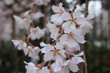 桜