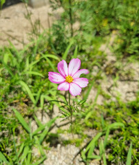 Pink cosmos blooming in autumn