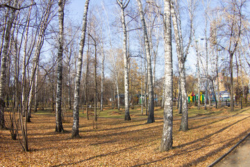 Fototapeta premium autumn in the forest