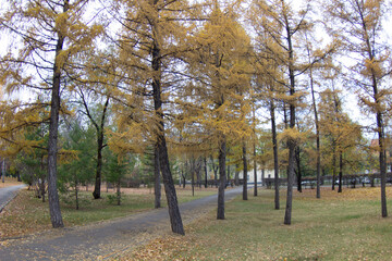 autumn in the park