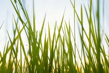 Naklejka premium Fresh green grass in nature at sunset