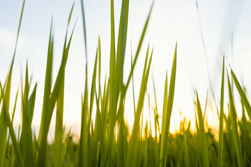 Fresh green grass in nature at sunset