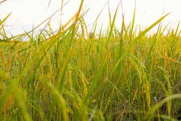 Golden ears of rice in the field at sunset