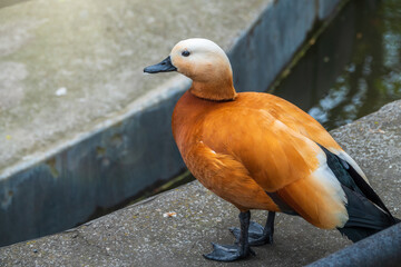 Ruddy shelduck Tadorna ferruginea stands on stone pavement