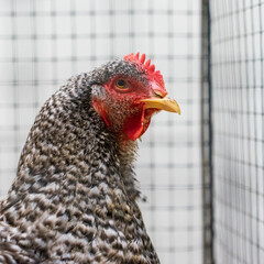 Chicken in a cage. Chicken farm.