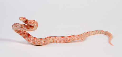 Corn snake // Kornnatter (Pantherophis guttatus) - Albino Okatee 