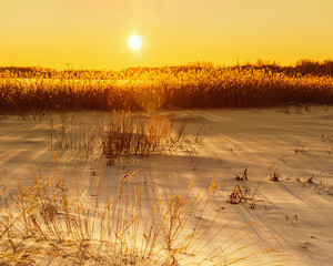 Beautiful winter sun with glares on orange sky. Nature background with snowy lake, wild pampas grass with sun.