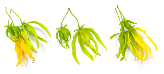 ylang ylang flower isolated on white background