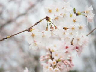 cherry tree blossom