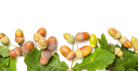 Oak acorns and leaves on white background, closeup © Pixel-Shot