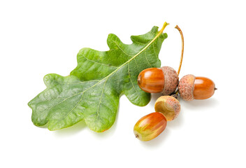 Oak acorns and green leaf on white background © Pixel-Shot