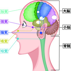 皮膚感覚組織 イラスト Wall Mural Wallpaper Murals Loh