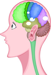 皮膚感覚組織 イラスト Wall Mural Wallpaper Murals Loh