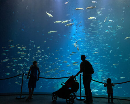 Eine Familie steht vor einem Meeresbecken im Ozeaneum