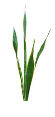 Fototapeta na wymiar Snake plant isolated this has clipping path.