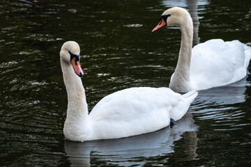 Obraz premium Two graceful white swans swim in the dark water.