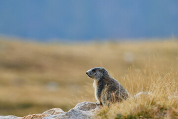 Alpine marmot on Sky Resort Isola 2000