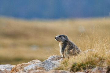 Alpine marmot on Sky Resort Isola 2000