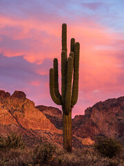 Saguaro Cactus at sunset in the Arizona Desert © Kyle