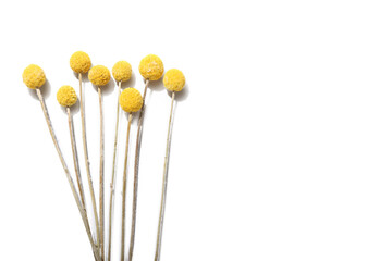 Beautiful yellow dried flowers on white background, closeup