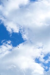 よく見るとトンビ～見上げた空、雲、鳥