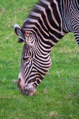 Fototapeta na wymiar Grevy's zebra, lat Equus grevyi, also known as the imperial zebra eats green grass.