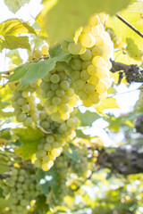 葡萄畑のナイアガラ