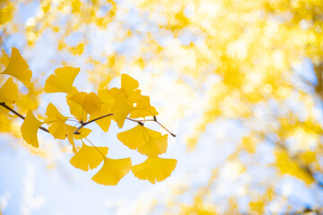 秋空の下のイチョウの葉