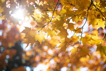 秋空の下のイチョウの葉