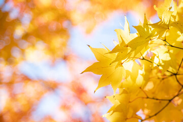 秋空の下の黄色いカエデの葉