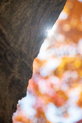 カエデの幹に差し込む秋の日差し