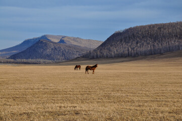 horses in the field, horses in the mountains